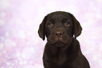 Labrador Retriever Puppy in Studio