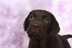 Labrador Retriever Puppy in Studio