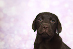 Labrador Retriever Puppy in Studio