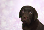 Labrador Retriever Puppy in Studio