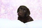 Labrador Retriever Puppy in Studio