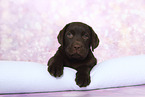 Labrador Retriever Puppy in Studio