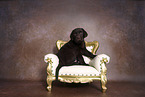 Labrador Retriever Puppy in Studio