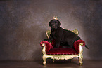 Labrador Retriever Puppy in Studio