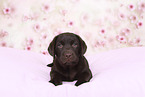 Labrador Retriever Puppy in Studio