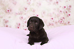 Labrador Retriever Puppy in Studio