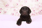 Labrador Retriever Puppy in Studio