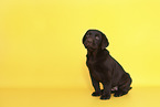 Labrador Retriever Puppy in Studio