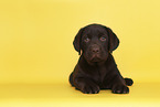 Labrador Retriever Puppy in Studio