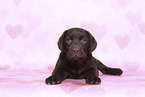 Labrador Retriever Puppy in Studio