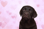 Labrador Retriever Puppy in Studio