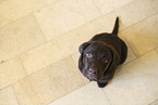 Labrador Retriever Puppy in Studio