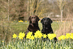 2 Labrador Retriever