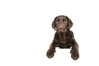 female Labrador Retriever