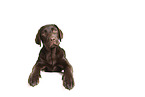 female Labrador Retriever