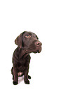 female Labrador Retriever