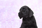 Labrador Retriever Puppy