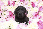 Labrador Retriever Puppy