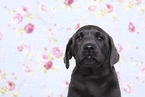 Labrador Retriever Puppy