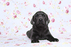 Labrador Retriever Puppy