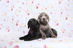 Labrador Retriever Puppies