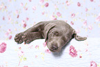 Labrador Retriever Puppy