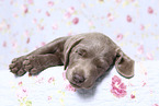 Labrador Retriever Puppy