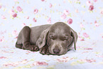 Labrador Retriever Puppy