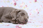 Labrador Retriever Puppy