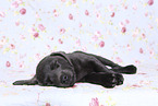 Labrador Retriever Puppy