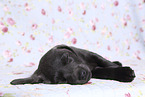 Labrador Retriever Puppy