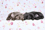 Labrador Retriever Puppies