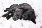 Labrador Retriever Puppies