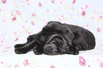 Labrador Retriever Puppies