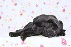 Labrador Retriever Puppies