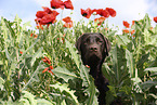 female Labrador Retriever