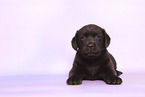 Labrador Retriever Puppy
