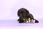 Labrador Retriever Puppy