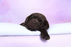 Labrador Retriever Puppy