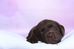 Labrador Retriever Puppy