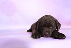 Labrador Retriever Puppy