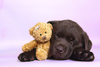 Labrador Retriever Puppy