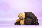 Labrador Retriever Puppy