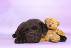 Labrador Retriever Puppy