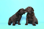 Labrador Retriever Puppies