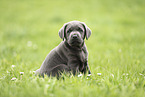 Labrador Retriever Puppy