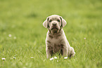 Labrador Retriever Puppy