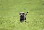 Labrador Retriever Puppy