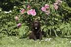 Labrador Retriever Puppy