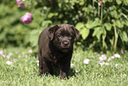 Labrador Retriever Puppy